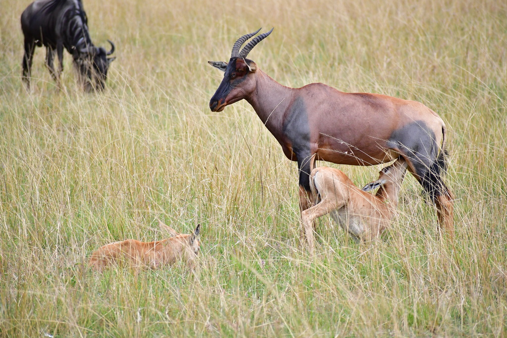 Masai Mara Nat. Reserve